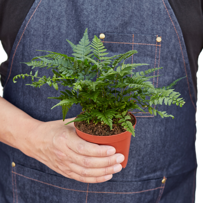 'Korean Rock' Fern potted plant