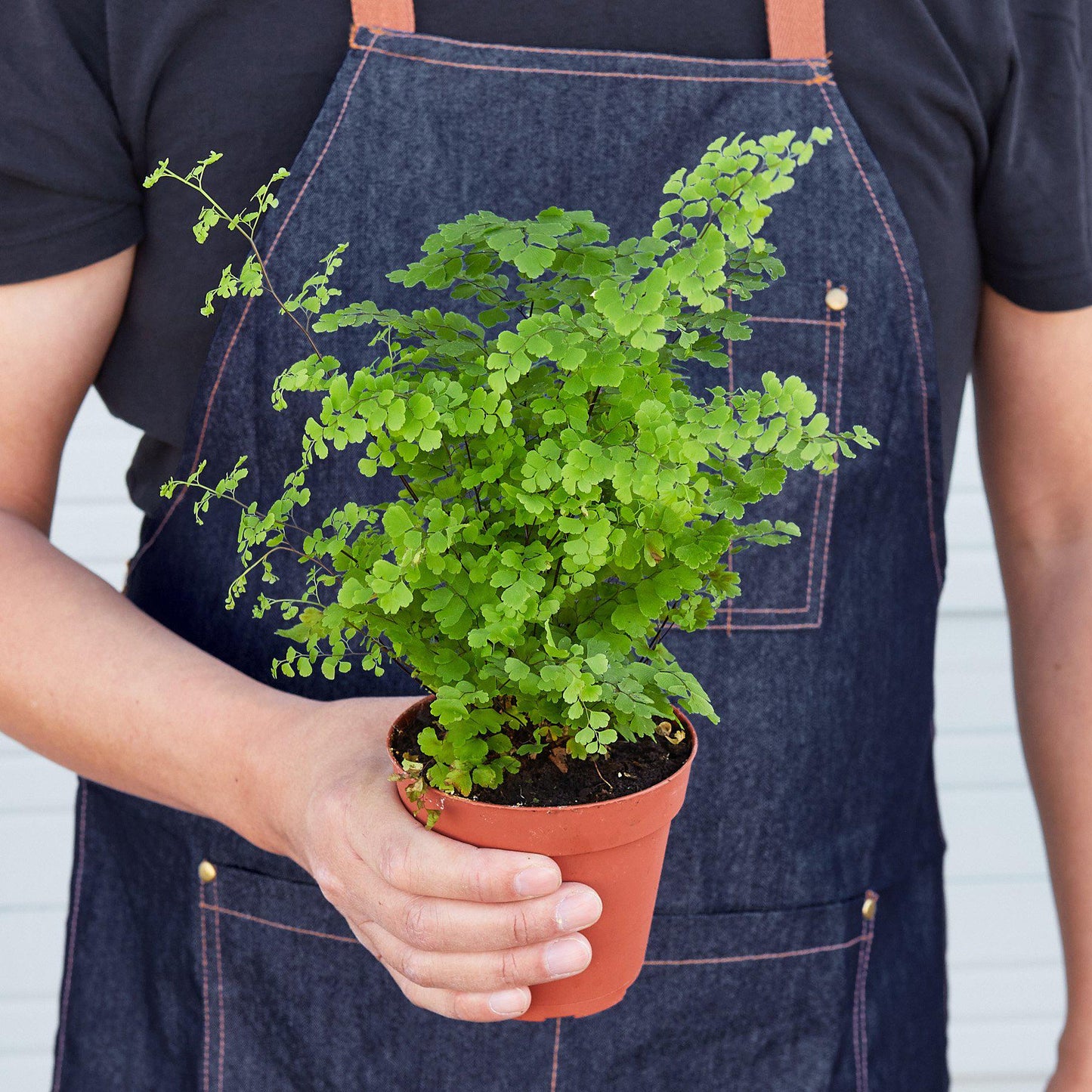 Maidenhair Fern potted plant