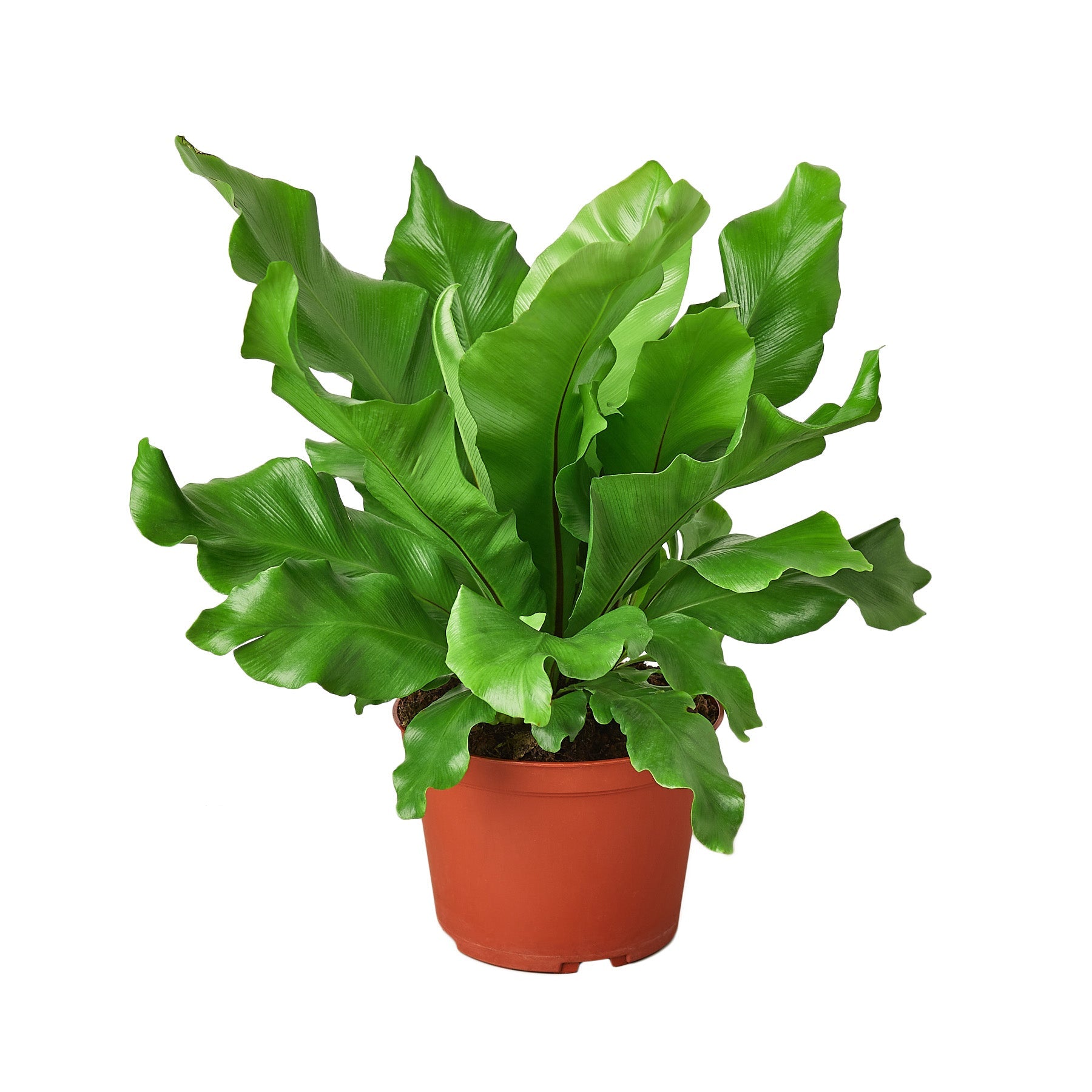 Bird's Nest 'Nidus' Fern 6" potted plant