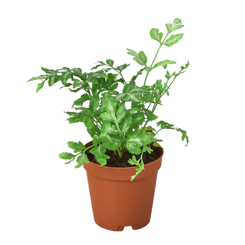 Fern 'Silver Lace' 2" potted plant