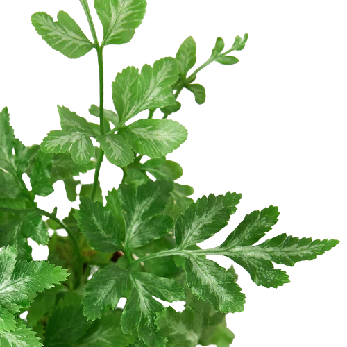 Fern 'Silver Lace' 2" potted plant