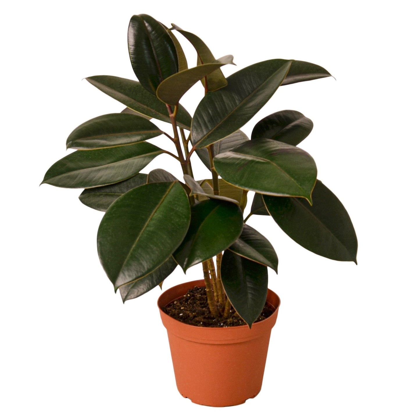 Ficus Elastica 'Burgundy' potted plant