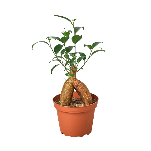 Ficus 'Ginseng' potted plant