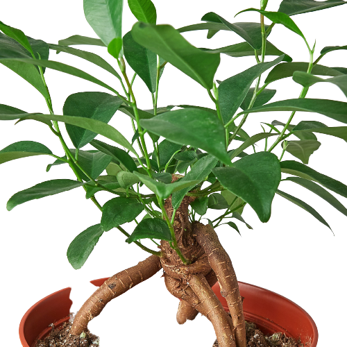 Ficus 'Ginseng' potted plant