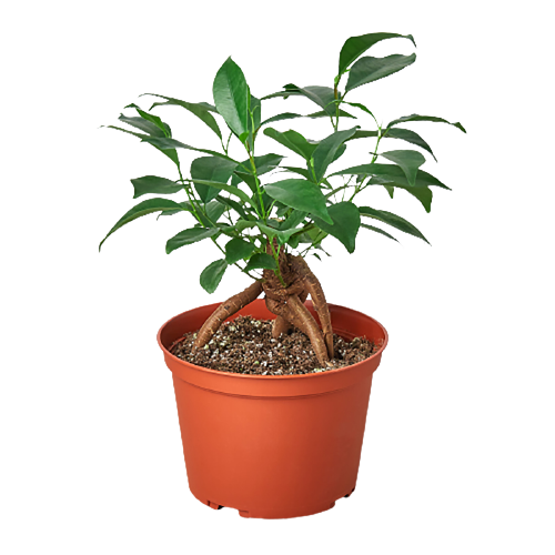 Ficus 'Ginseng' potted plant