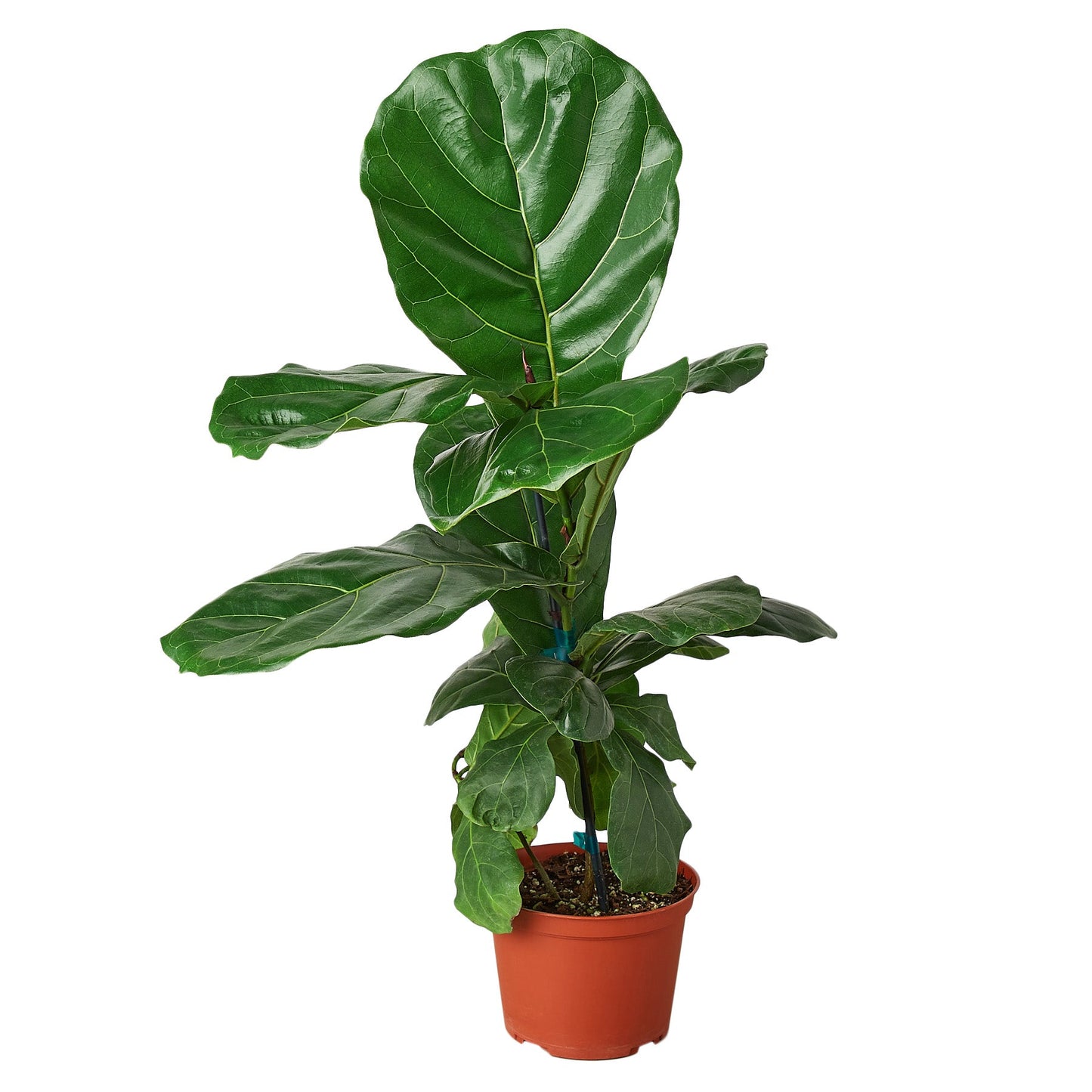 Ficus Lyrata 'Fiddle Leaf Fig' potted plant