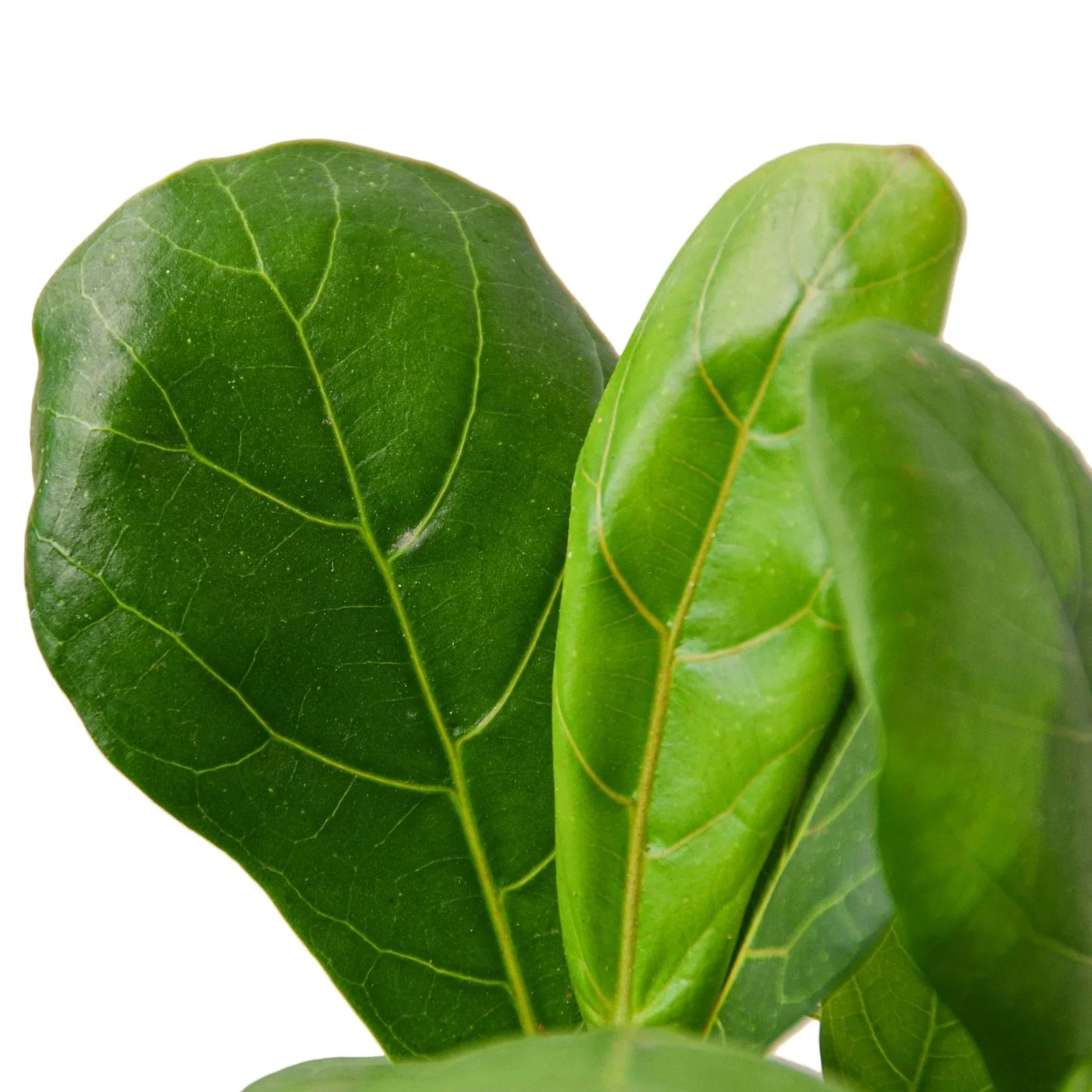 Ficus Lyrata 'Fiddle Leaf Fig' potted plant