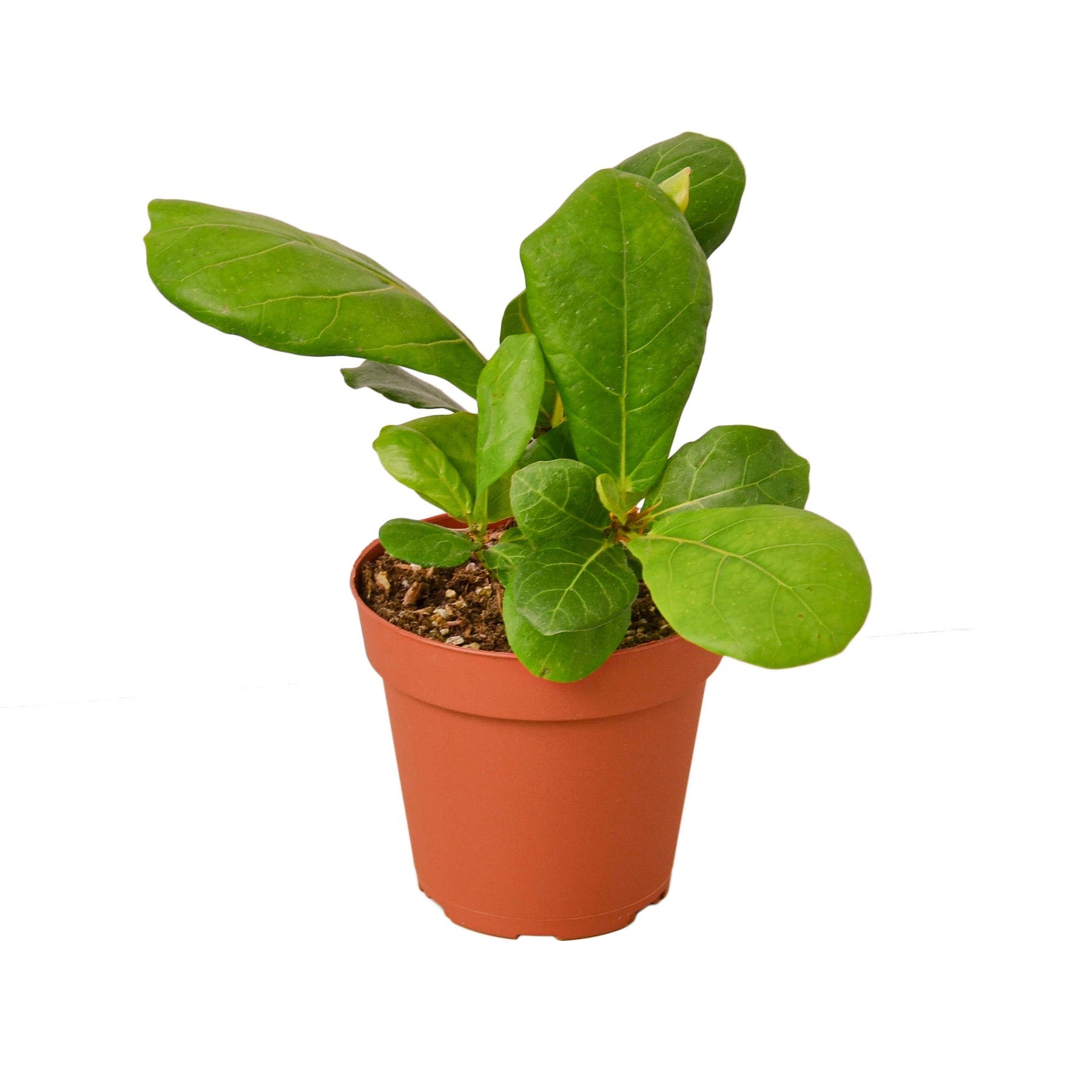 Ficus Lyrata 'Fiddle Leaf Fig' potted plant