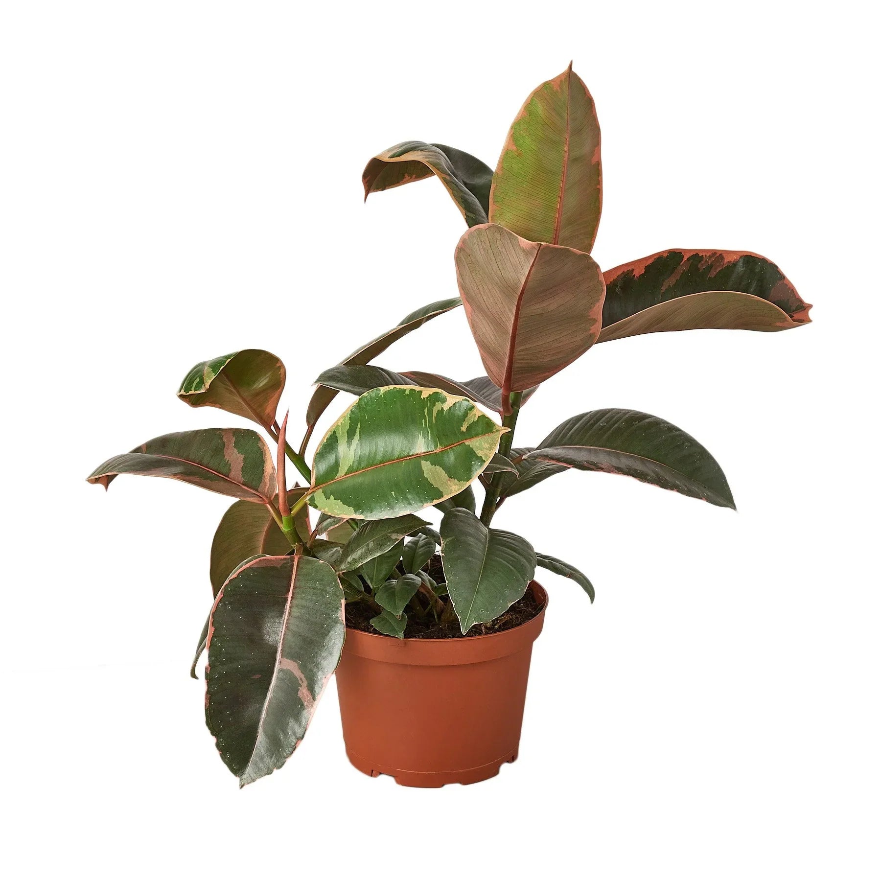 Ficus Elastica 'Ruby Pink' potted plant