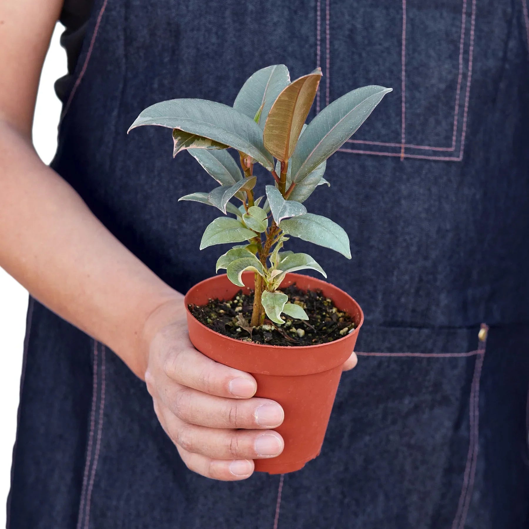 Ficus Elastica 'Tineke' potted plant