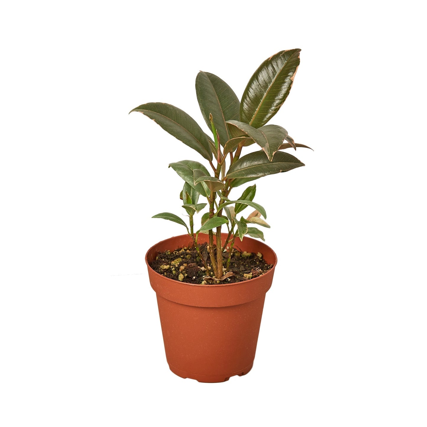 Ficus Elastica 'Tineke' 4" potted plant