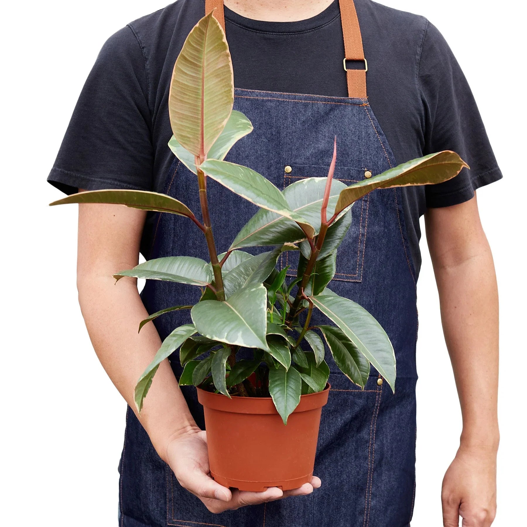 Ficus Elastica 'Tineke' potted plant