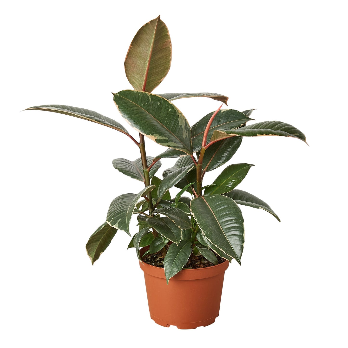 Ficus Elastica 'Tineke' potted plant