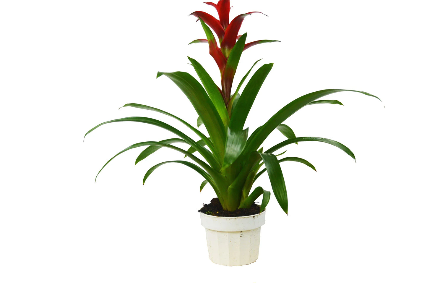 Guzmania Bromeliad 'Red' potted plant
