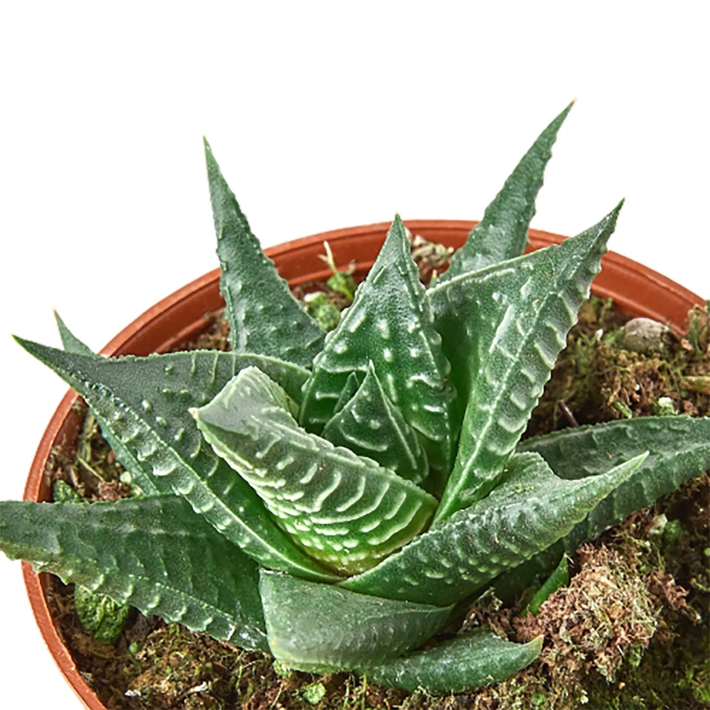Fairy Washboard Haworthia 4" potted plant