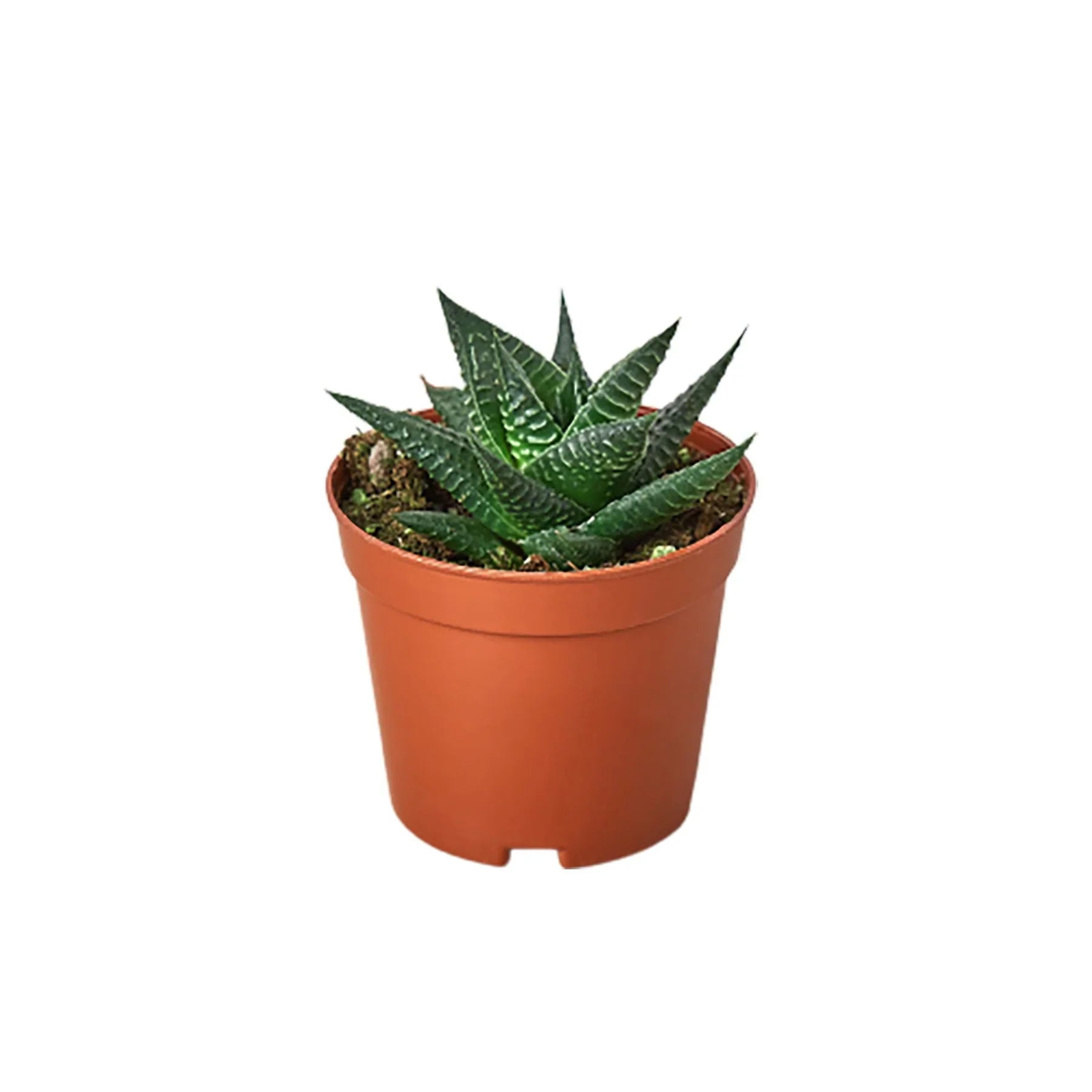 Fairy Washboard Haworthia 4" potted plant