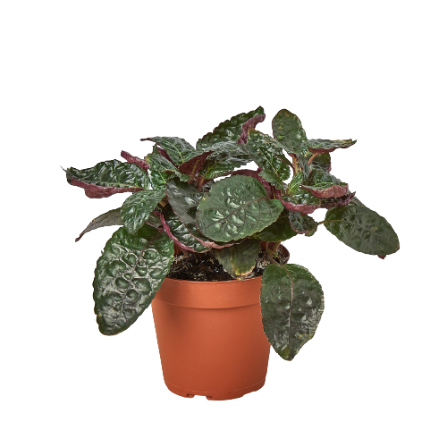Hemigraphis 'Purple Waffle' potted plant