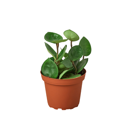 Hoya Carnosa 'Chelsea' 4" potted plant