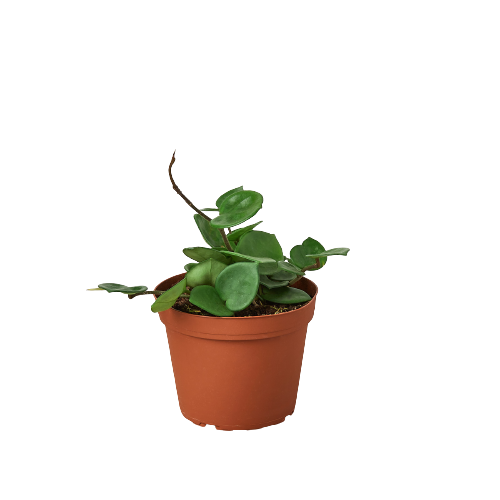 Hoya Carnosa 'Chelsea' 6" potted plant