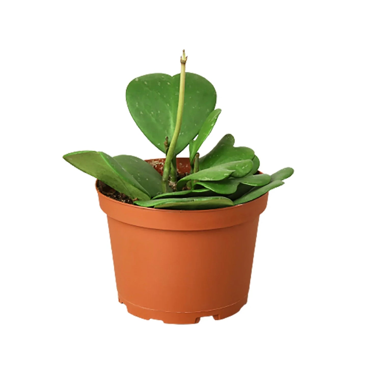Hoya Sweetheart 4" potted plant