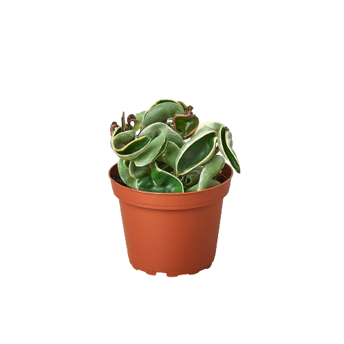 Hoya 'Rope Plant' Variegated 4" potted plant