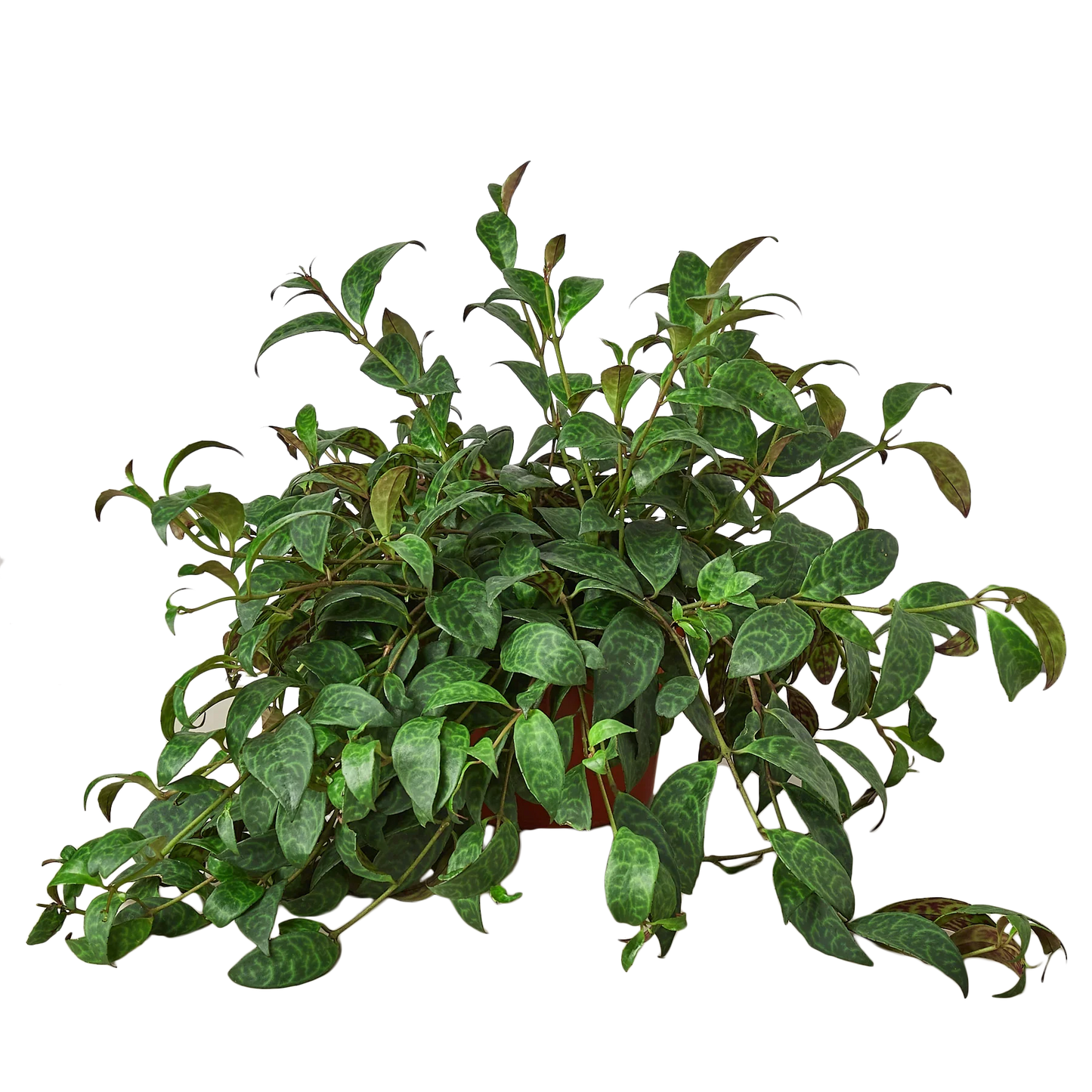 Lipstick Plant 4" potted plant