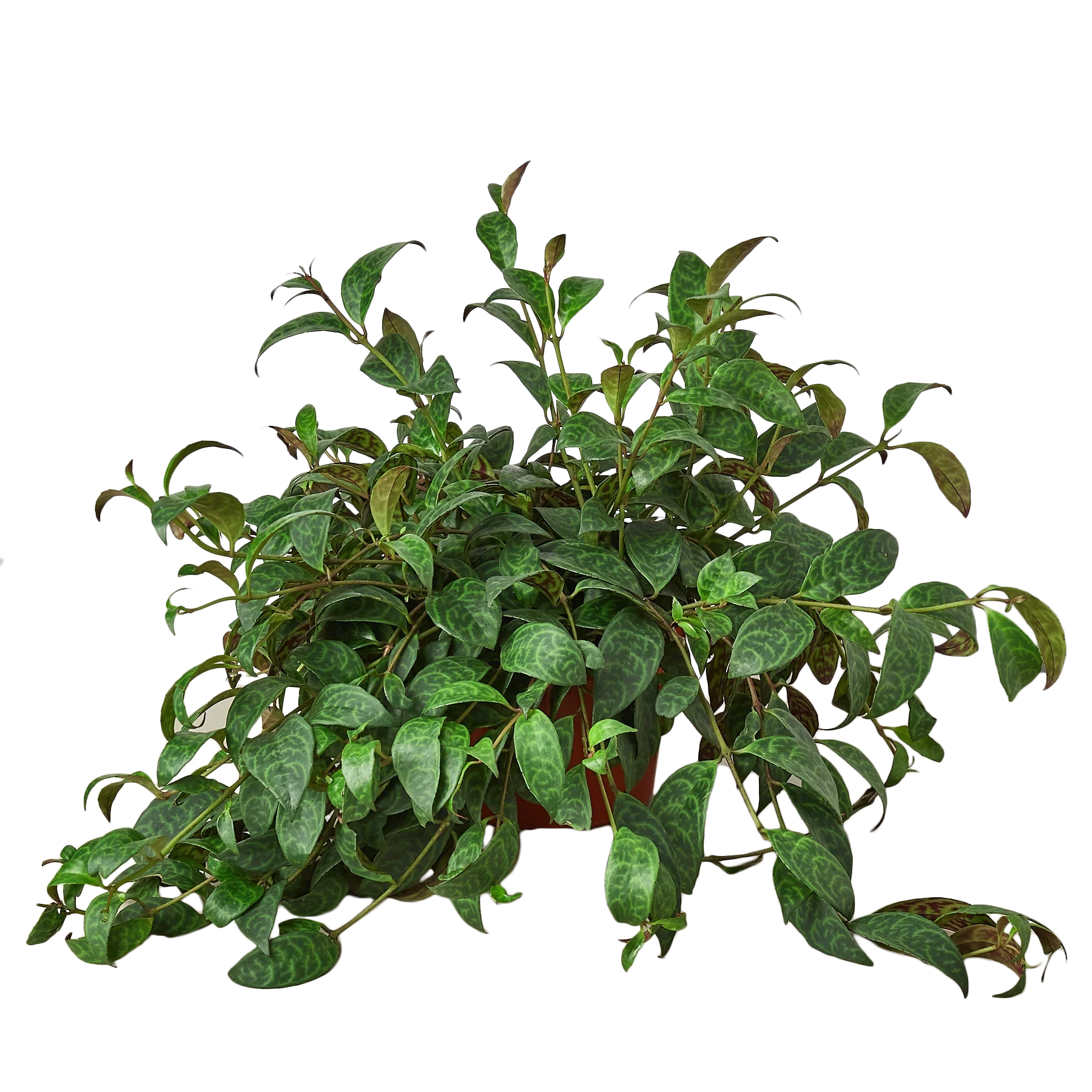 Lipstick Plant 4" potted plant