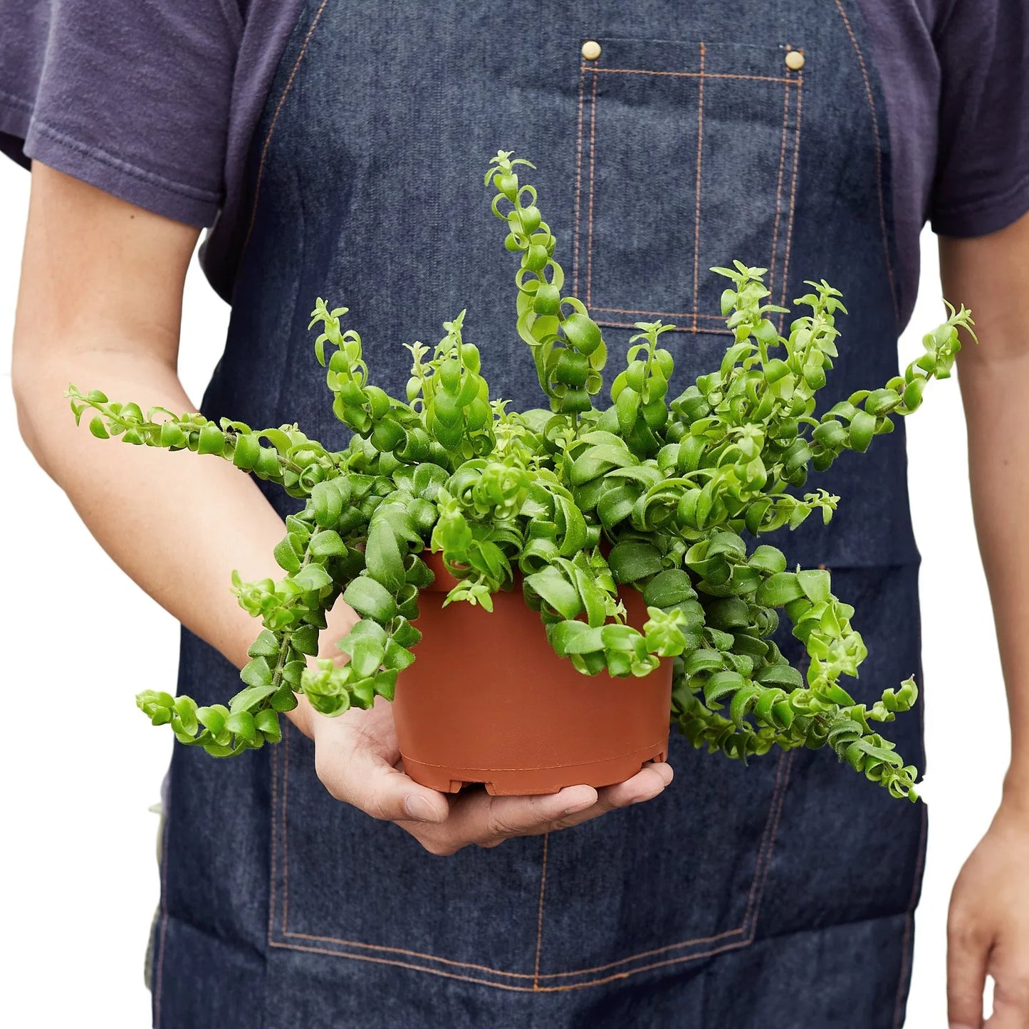 Curly Lipstick Plant potted plant