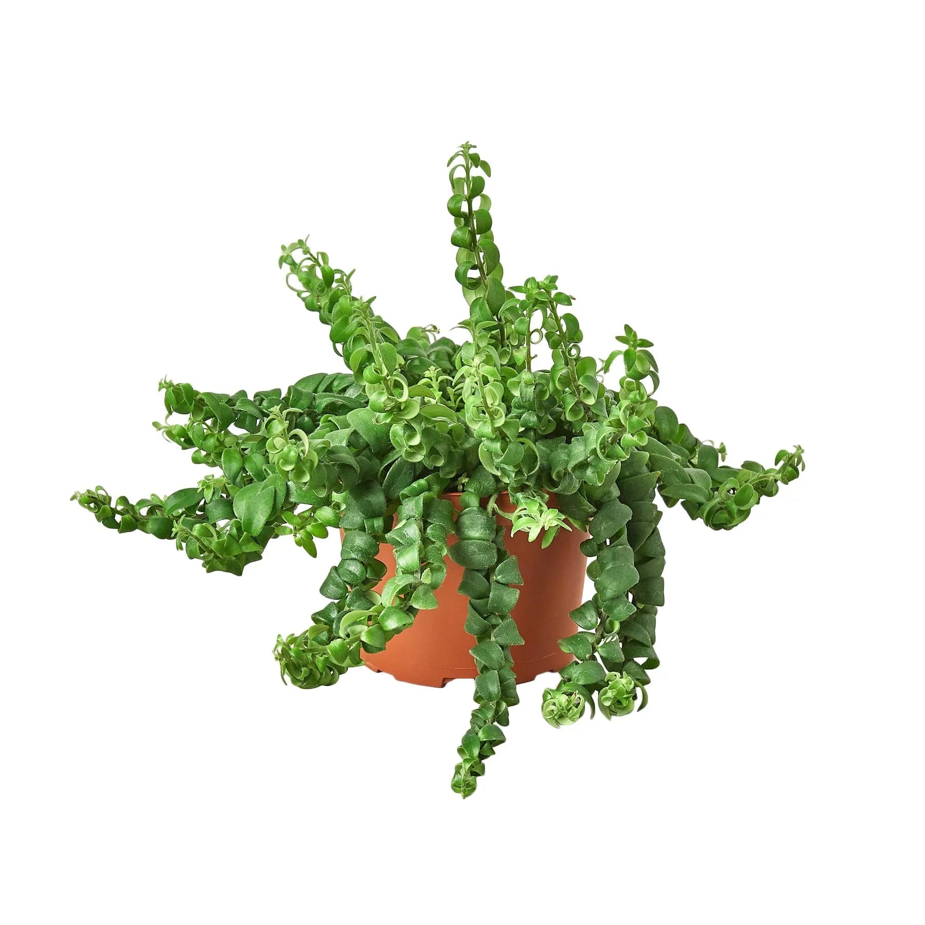 Curly Lipstick Plant potted plant