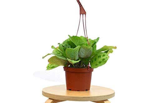 Maranta 'Leuconeura' 4" potted plant