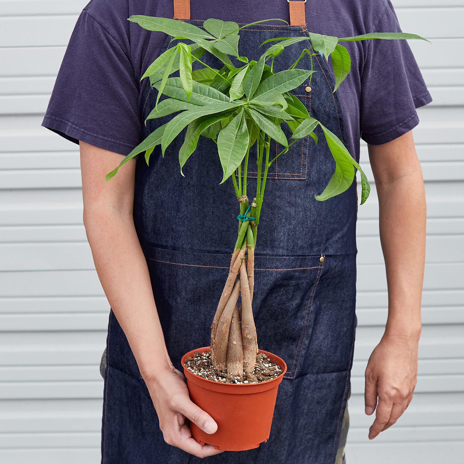 Money Tree 'Guiana Chestnut' Pachira Braid potted plant
