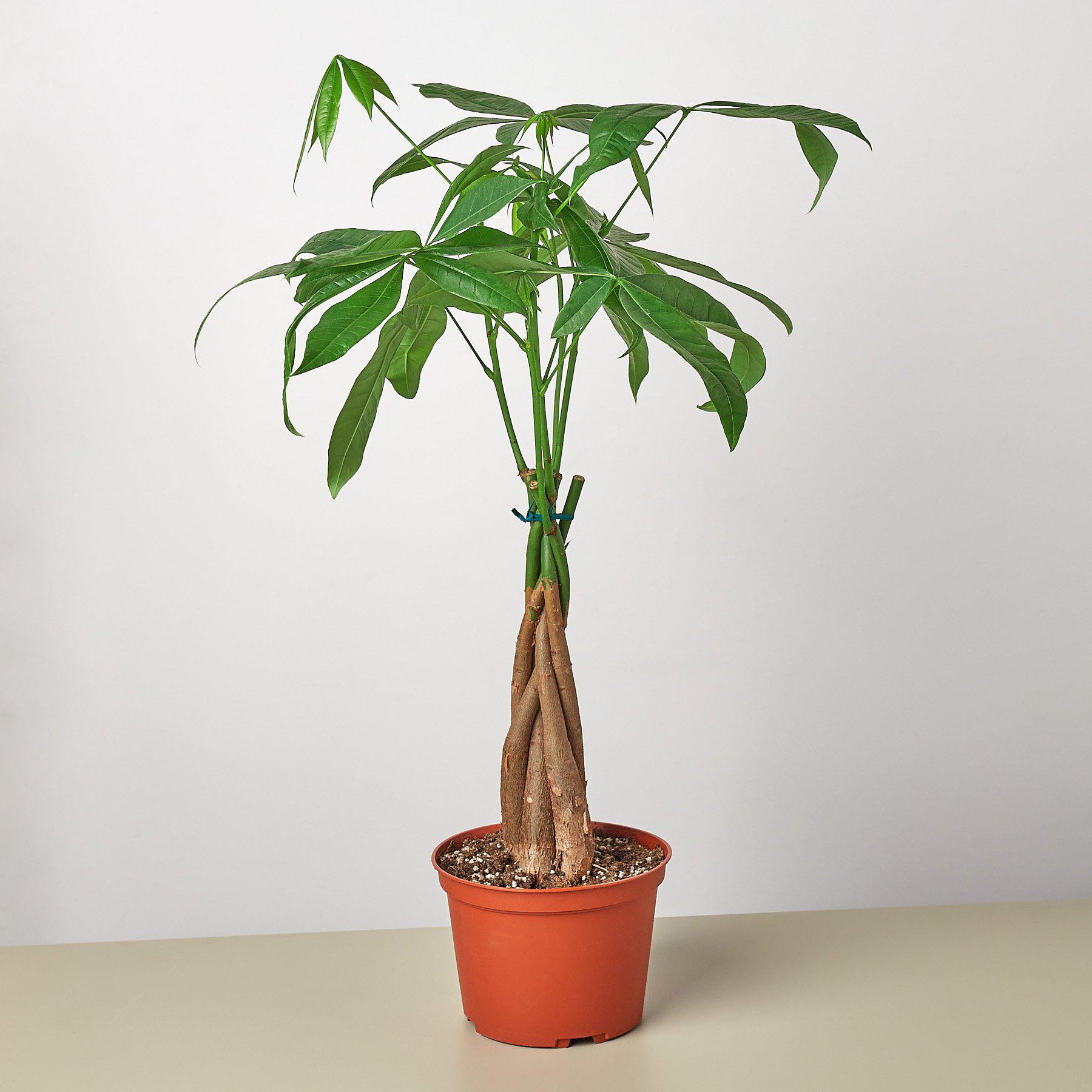 Money Tree 'Guiana Chestnut' Pachira Braid potted plant