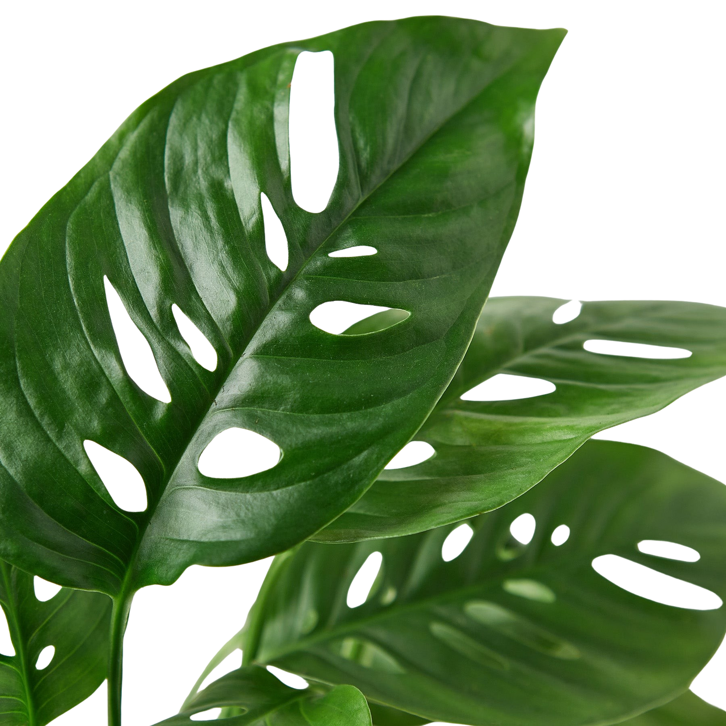 Monstera Adansonii 'Swiss Cheese' potted plant
