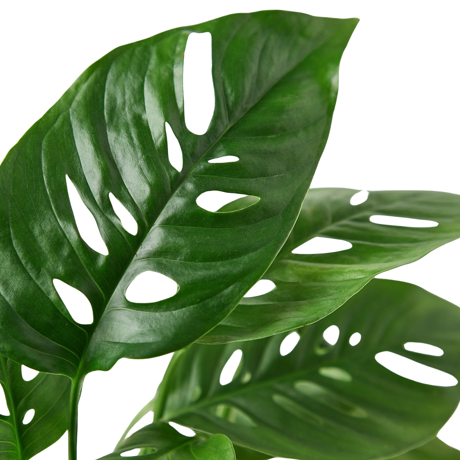 Monstera Adansonii 'Swiss Cheese' potted plant