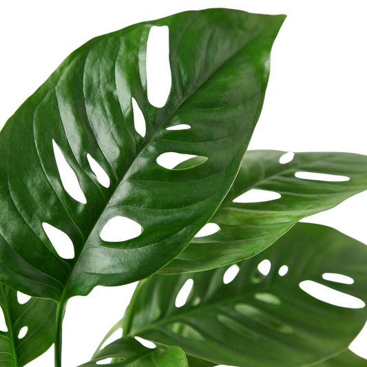 Monstera Adansonii 'Swiss Cheese' potted plant