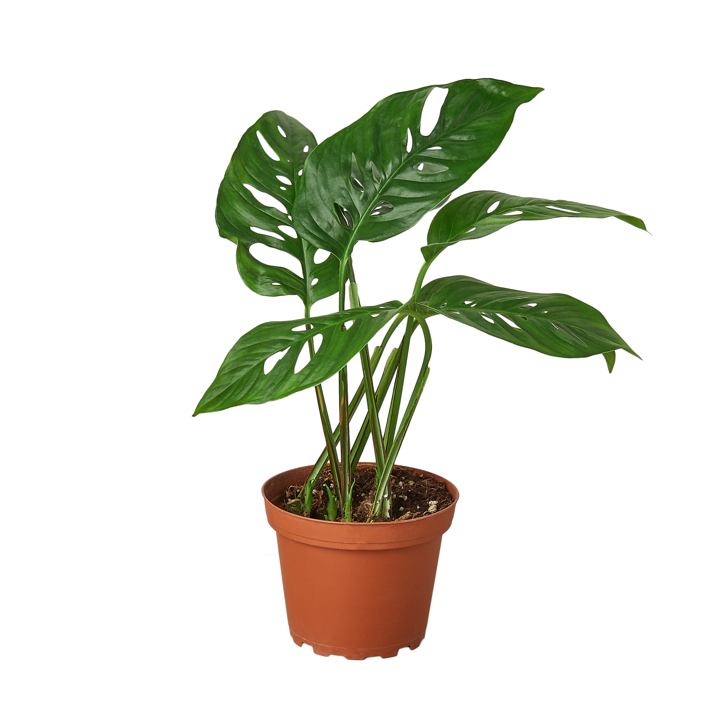 Monstera Adansonii 'Swiss Cheese' 6" potted plant
