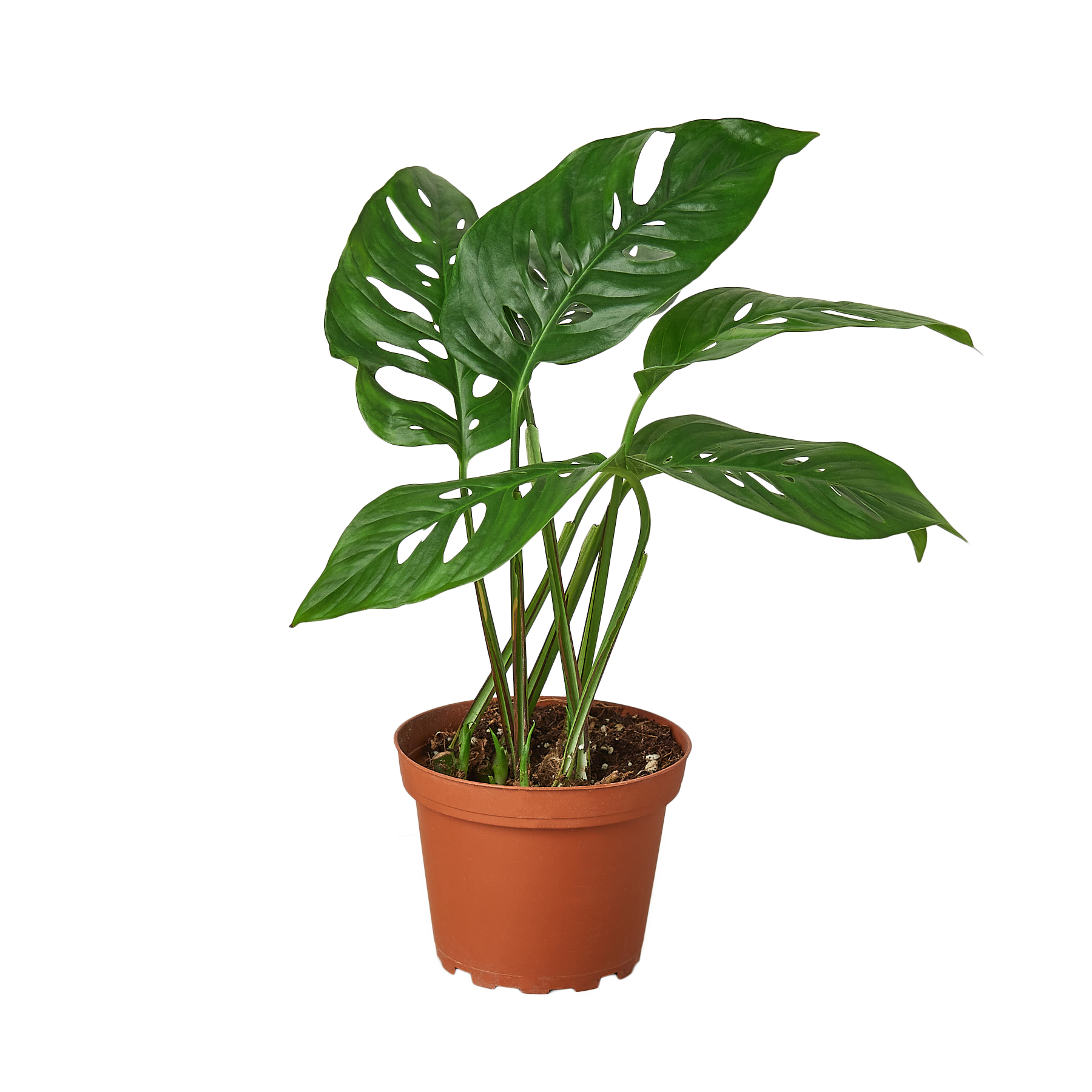Monstera Adansonii 'Swiss Cheese' 6" potted plant