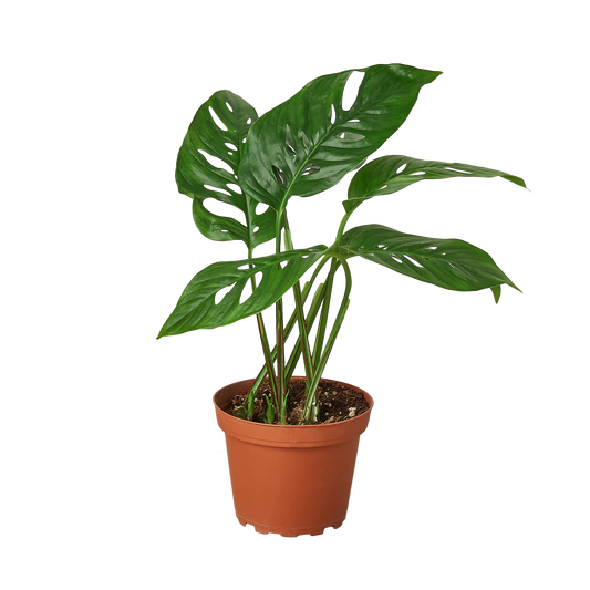 Monstera Adansonii 'Swiss Cheese' 4" potted plant