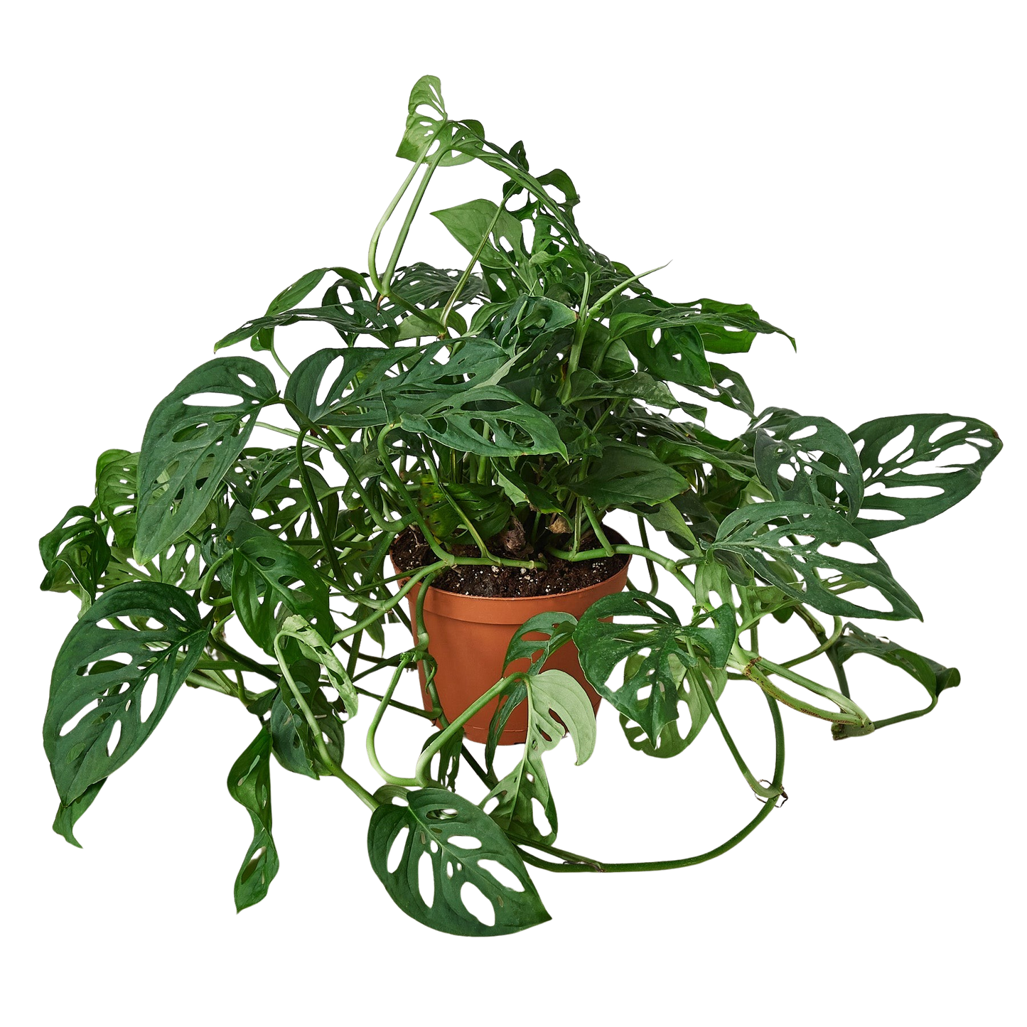 Monstera Adansonii 'Swiss Cheese' potted plant