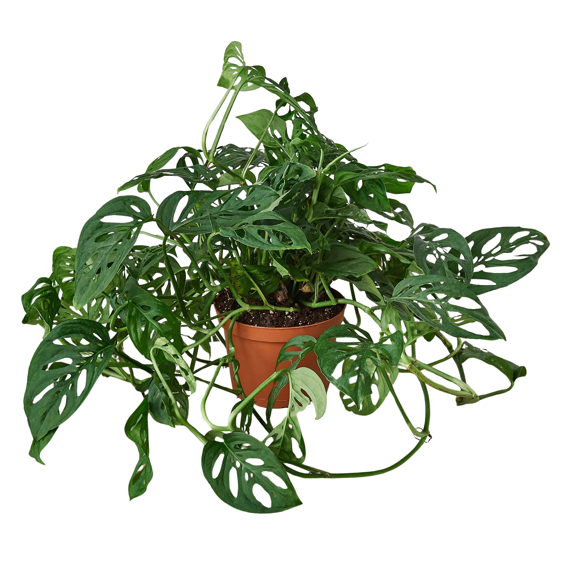 Monstera Adansonii 'Swiss Cheese' potted plant