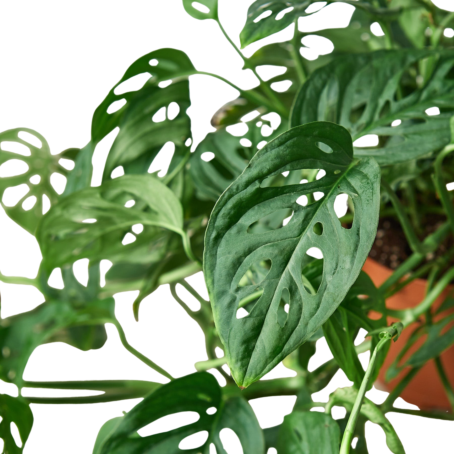Monstera Adansonii 'Swiss Cheese' potted plant
