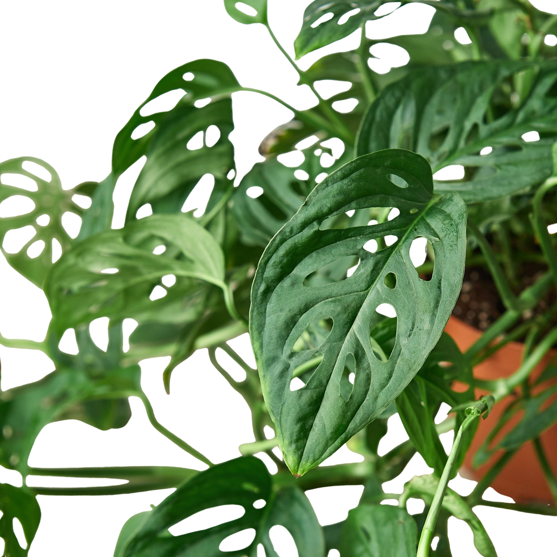 Monstera Adansonii 'Swiss Cheese' potted plant