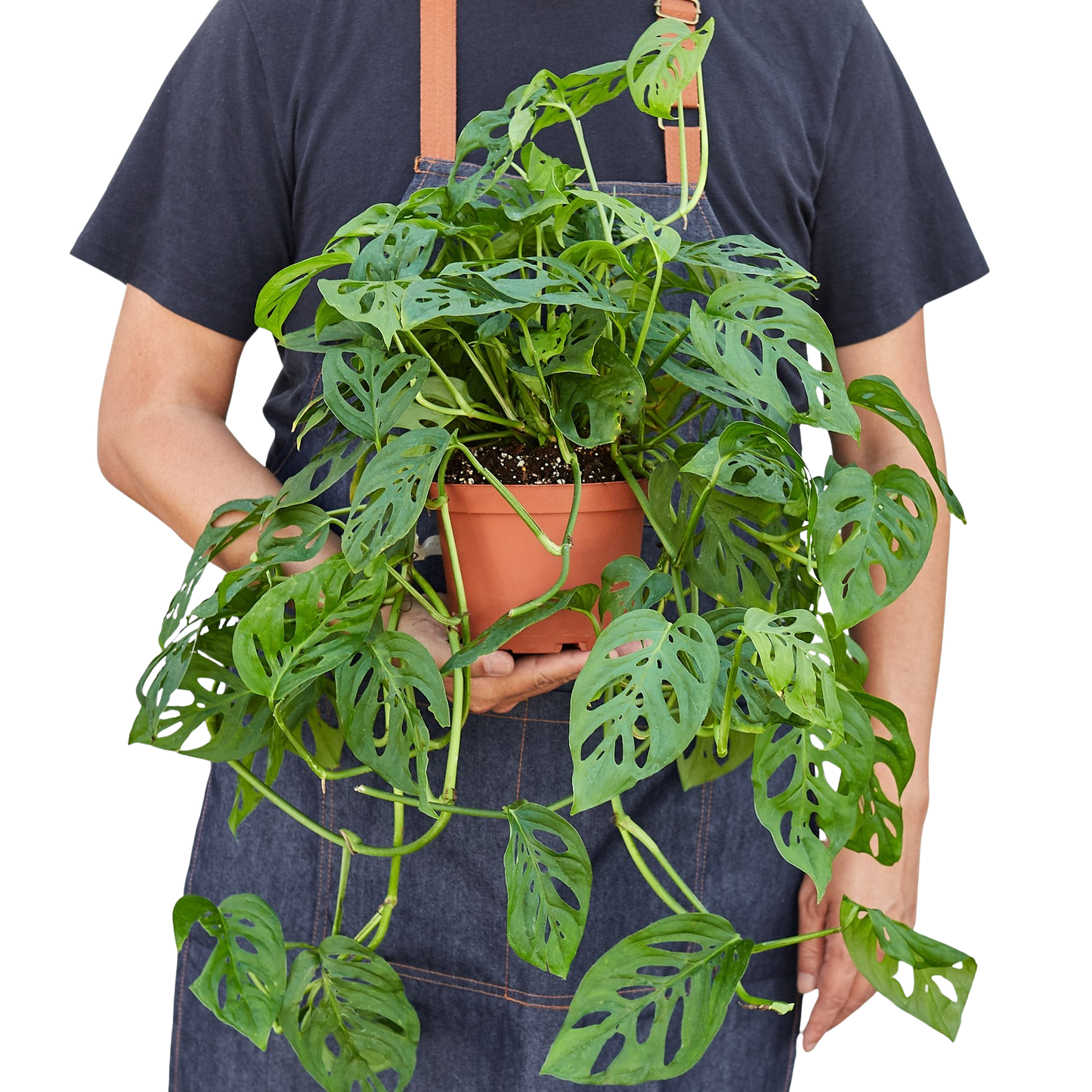 Monstera Adansonii 'Swiss Cheese' potted plant