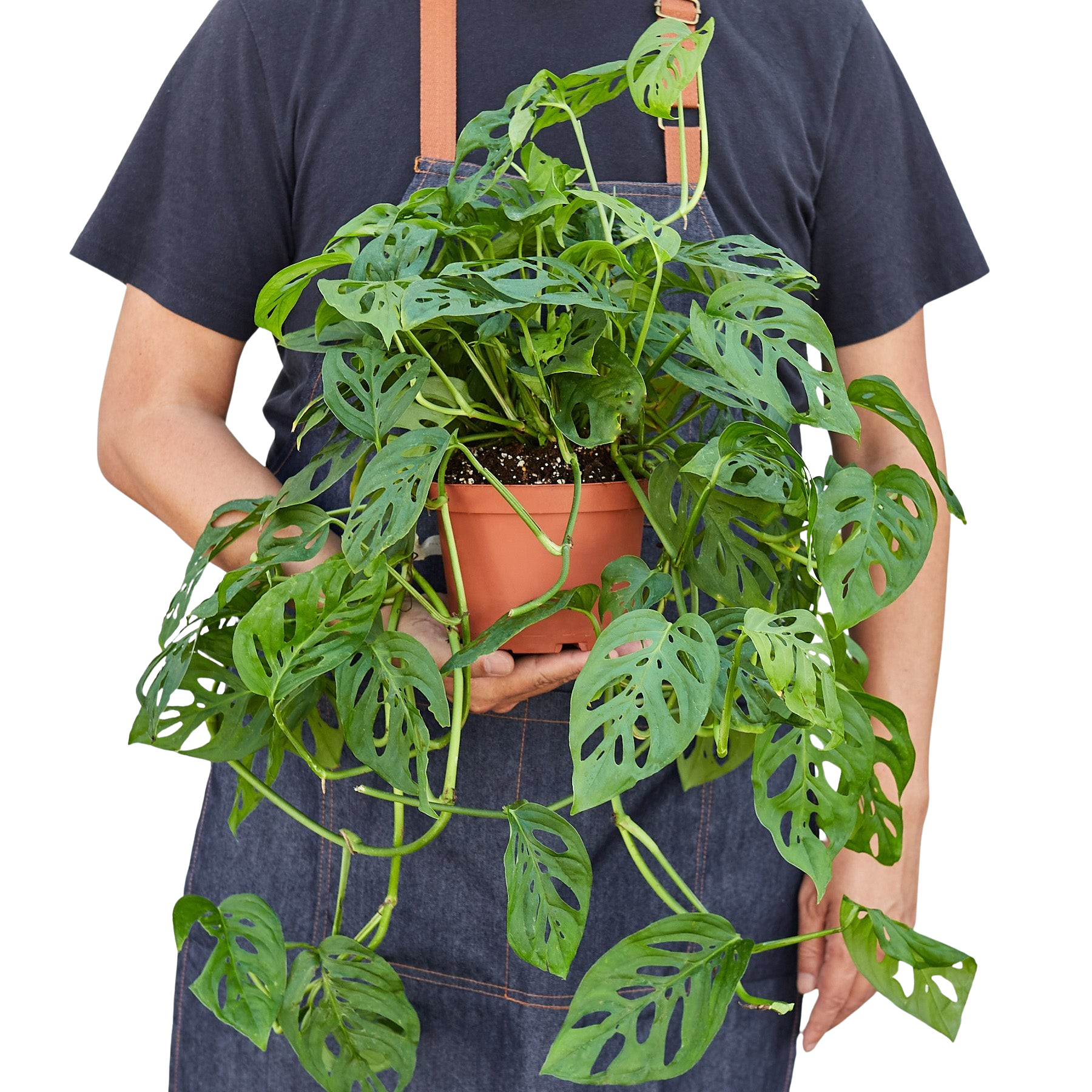 Monstera Adansonii 'Swiss Cheese' potted plant