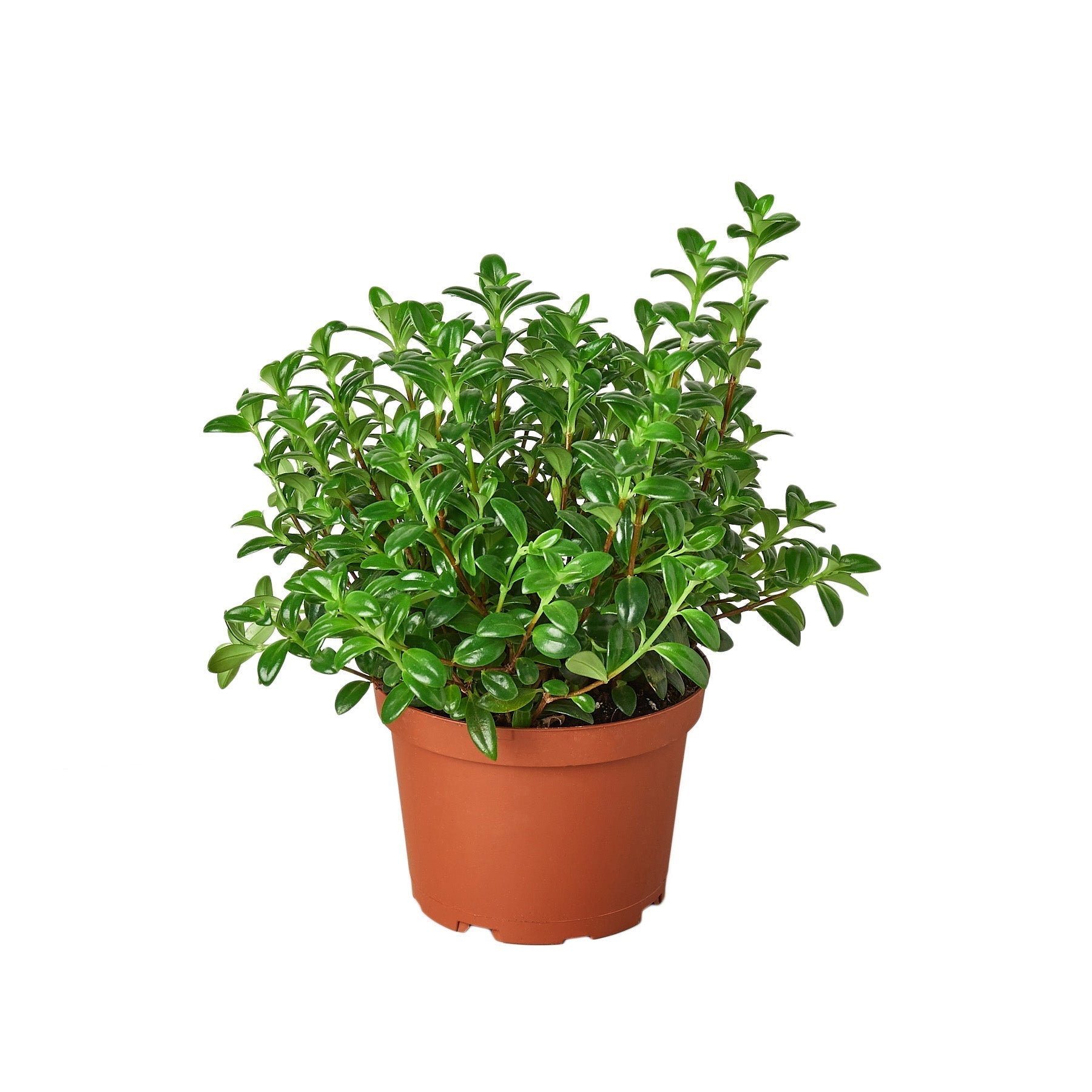 Nemetanthus Candy Corn Plant 'Brazilian Firecracker' 6" potted plant