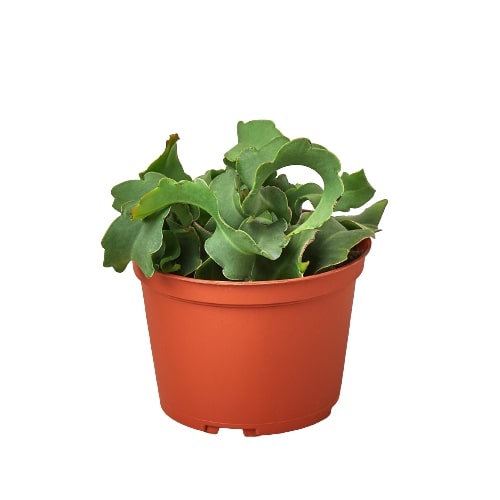 Orchid Cactus 'Curly Sue' 6" potted plant