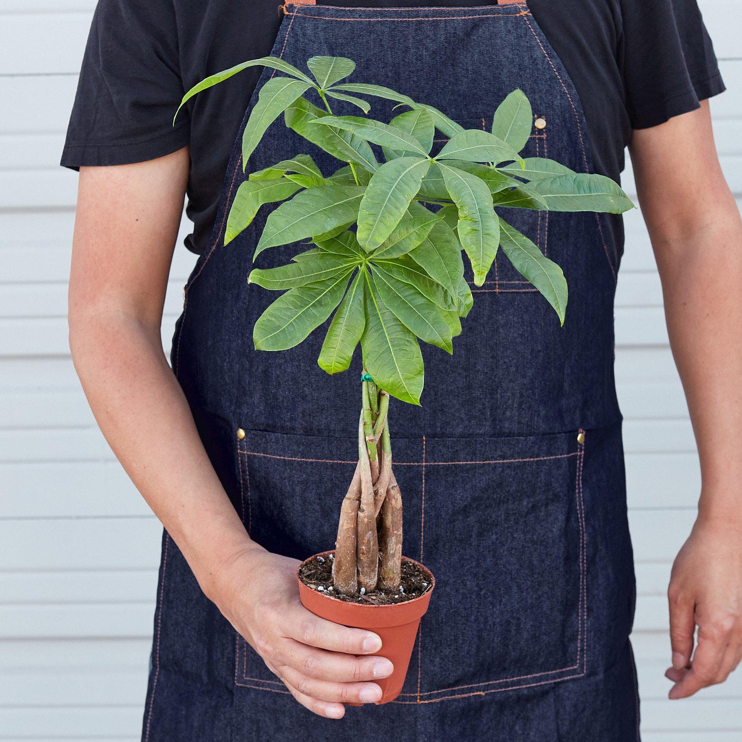 Money Tree 'Guiana Chestnut' Pachira Braid potted plant