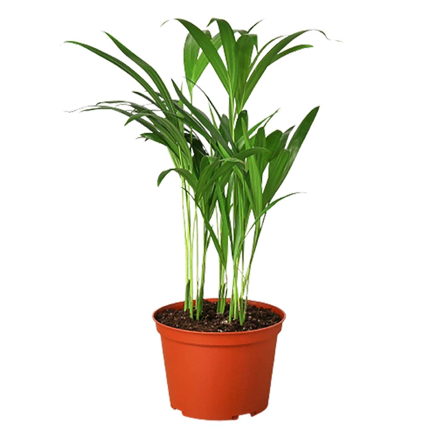 Areca Palm 6" potted plant