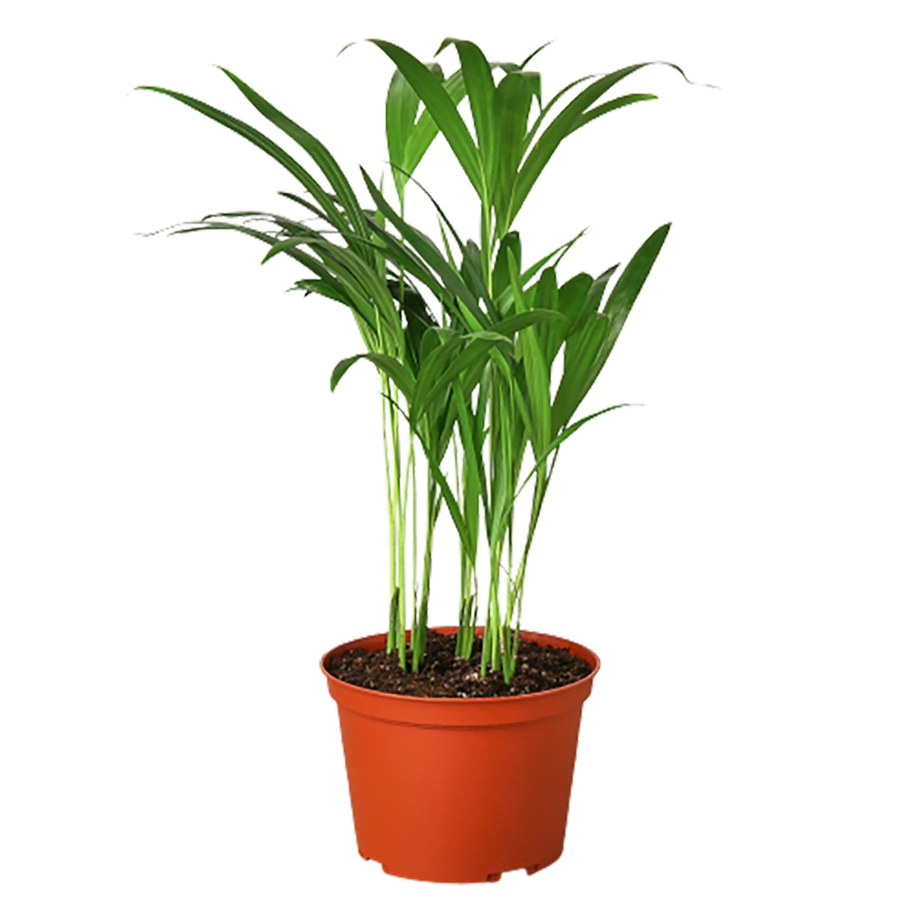 Areca Palm 6" potted plant