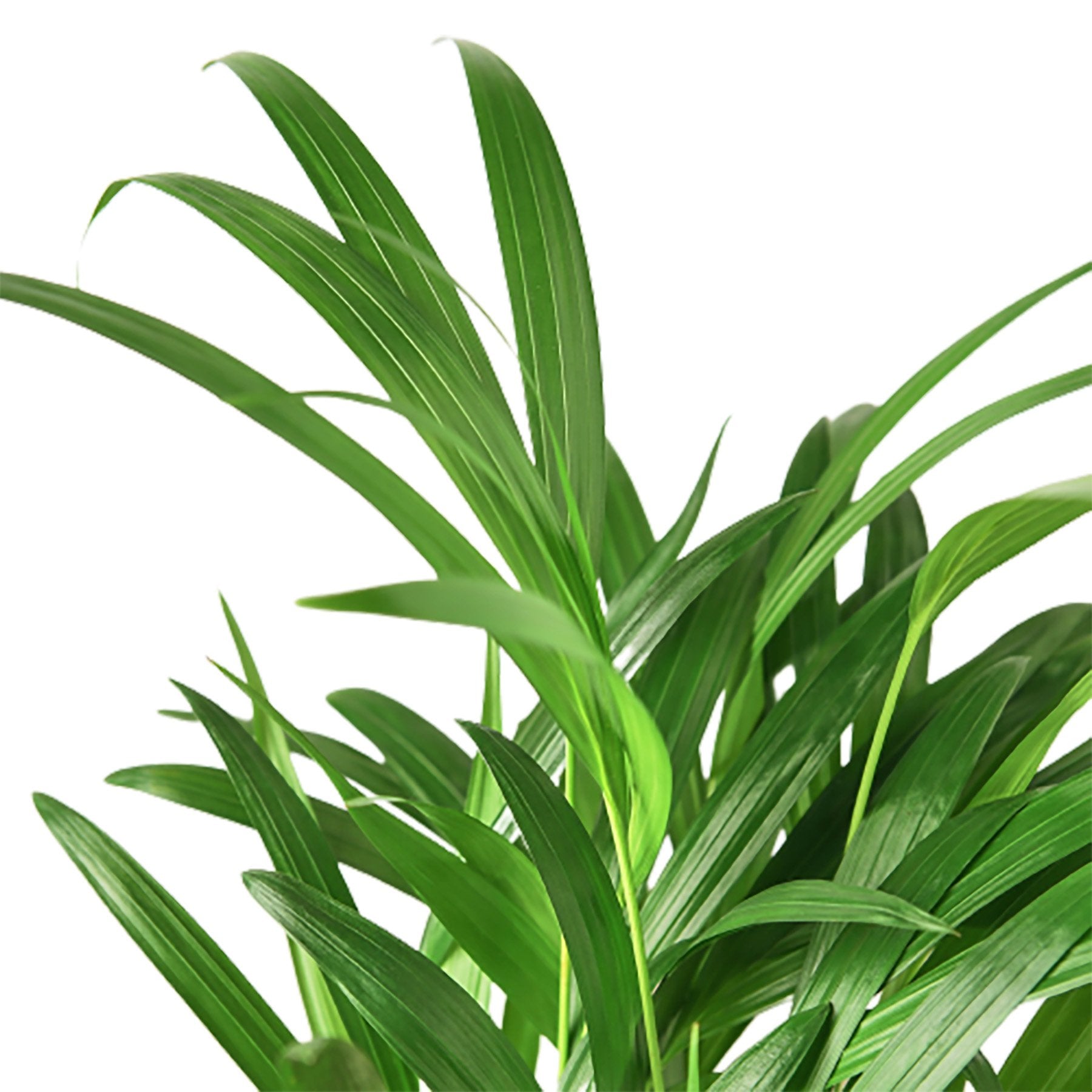Areca Palm potted plant